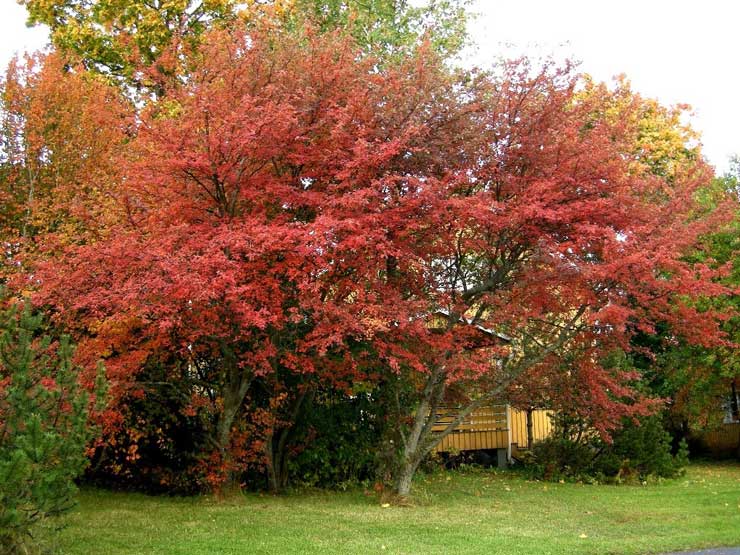 Sirotuomipihlaja syksyll&auml;